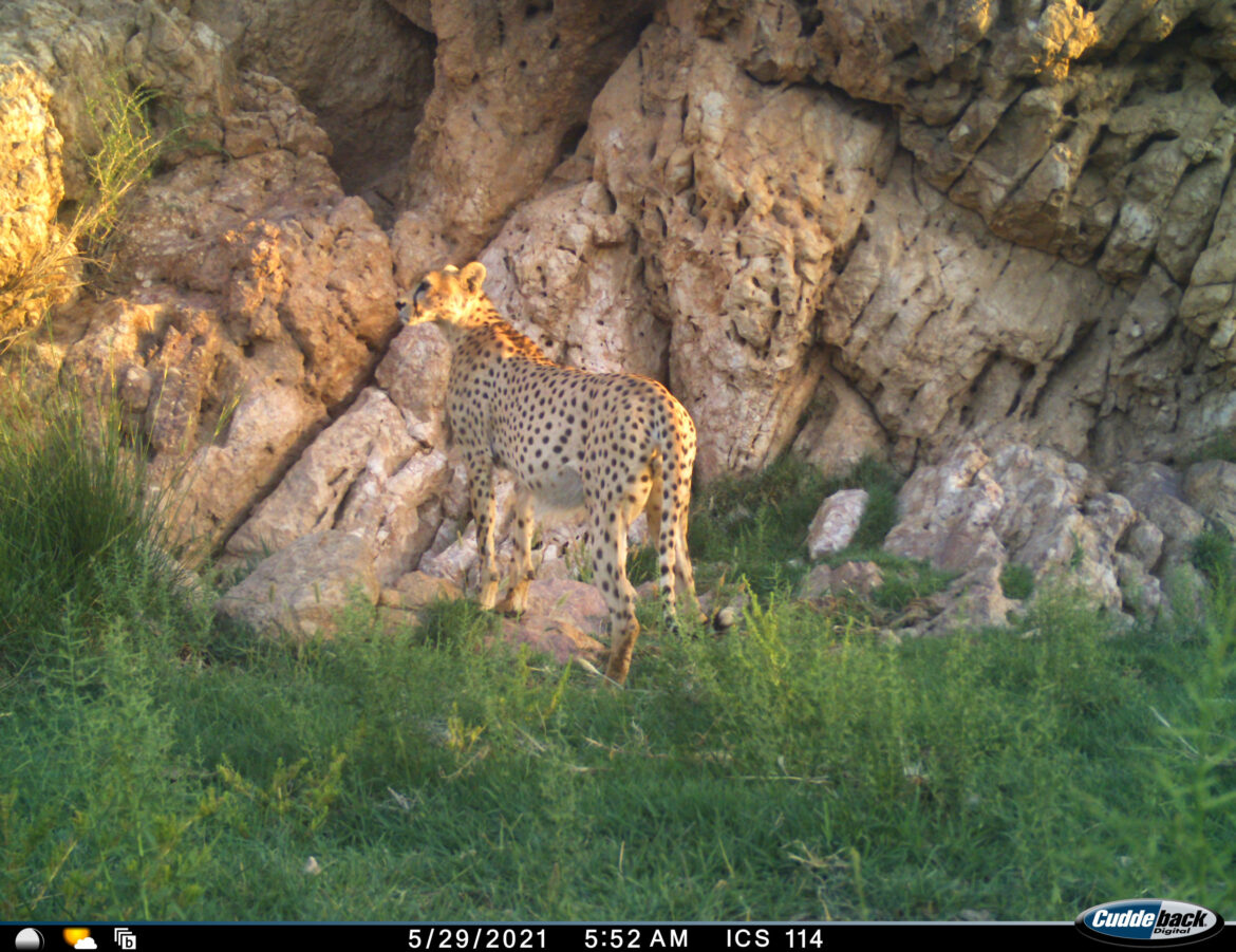 Faraz- An Asiatic Cheetah in Iran