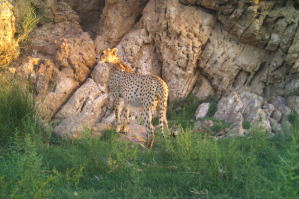 Faraz- An Asiatic Cheetah in Iran