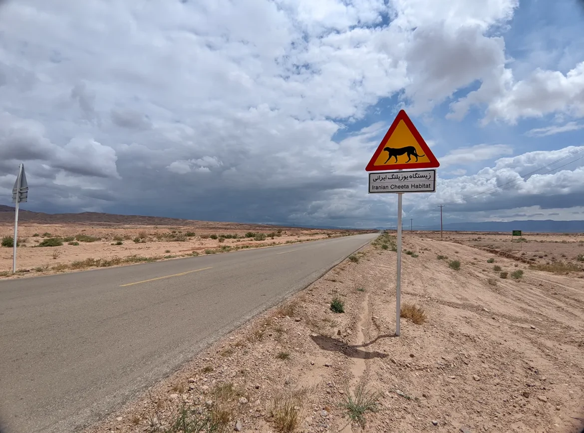 Asiatic Cheetah Road Passage