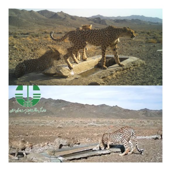 1739632564944 Maternal paths and cub survival – Female Asiatic cheetah with cubs in Touran National Park